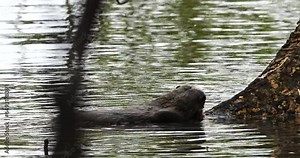 Otters belong to the family Mustelidae, which also includes weasels, ferrets, and badgers. They are further classified into multiple genera, including Lutra (true otters), Lontra (Neotropical otters)