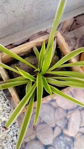 Daily plants videos#shortvideo #views #shortvideo