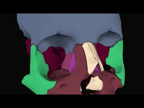 Orbital bones anatomy animation