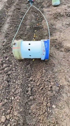 corn planting techniques using special tools. #shorts