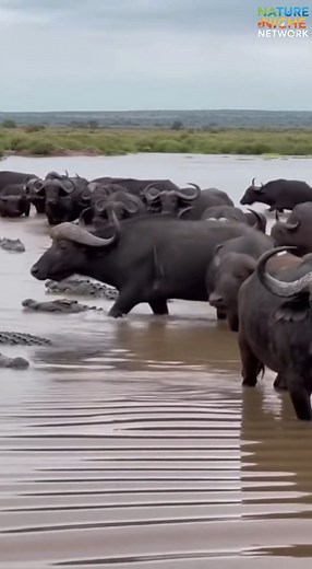 One of nature's most dangerous challenges: crossing a crocodile-infested river! In this video, we watch as buffaloes face the ultimate survival test while trying to cross a river filled with hungry crocodiles. With powerful jaws waiting beneath the surface, the buffaloes must navigate through treacherous waters. Who will make it across safely? Don’t miss this intense wildlife moment! #Buffalo #Crocodiles #NatureDocumentary #WildlifeSurvival #CrocodileAttack #BuffaloCrossing #AnimalEncounters #Da