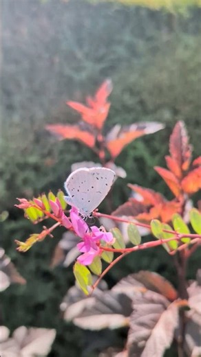 Holly Blue butterfly #nature #butterfly