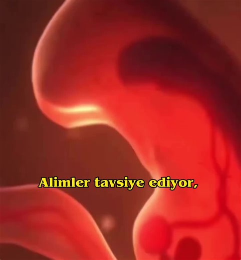 Understanding Early Fetal Development Stages