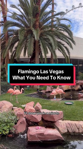 Experience Flamingo Las Vegas: Nostalgic Budget Fun on the Strip