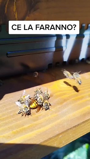 Il coraggio e la forza delle api nel documentario