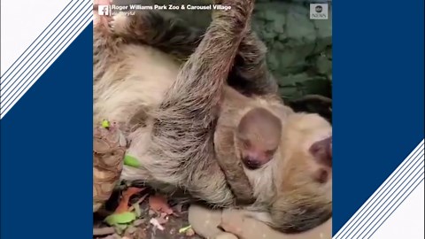 Sleepy baby sloth snuggles with mom
