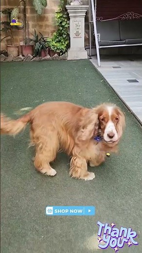 Playdukk Squeaky Dog Toy – made from 100% natural rubber