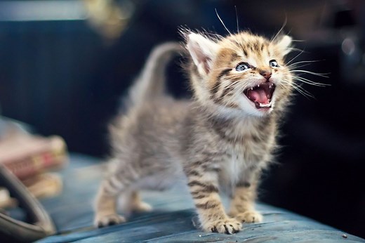 Cat Meowing? Here Are Some Reasons Why