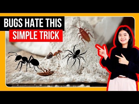 How to Quickly Get Rid of Household Bugs – Simple Tricks That Work