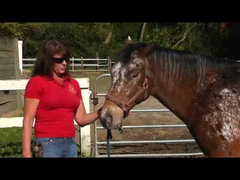 History of Appaloosa Horses