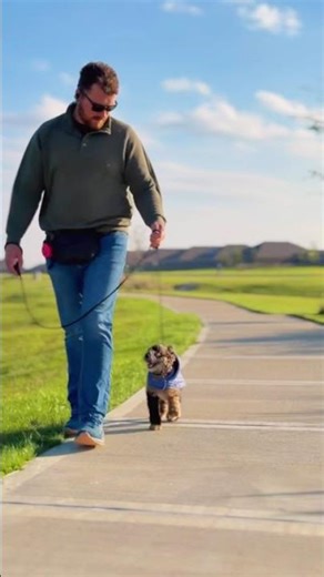 Broker Learns Leash Manners! ☀️🐾 #doglovers #dogshorts #dogs #puppies #trending #fyp #shorts