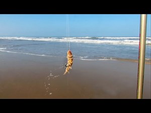 BEST TIME TO FISH ON THE BEACH - Spring and fish are close by!