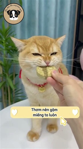 Chó mèo nhà bạn hay rụng lông? Hãy tham khảo cách này nhé