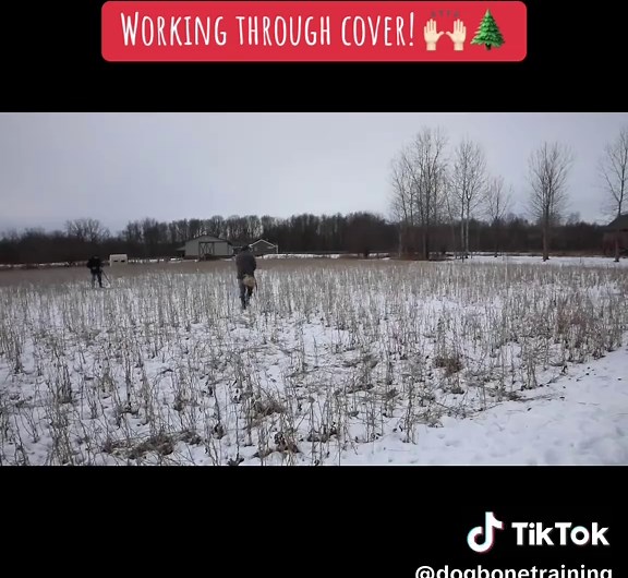 Training Dogs to Overcome Barriers with Confidence