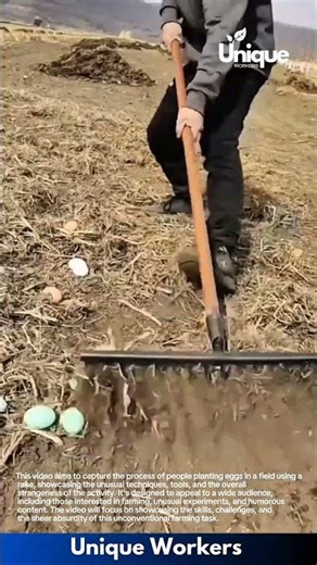 Planting eggs: a strange farming experiment
