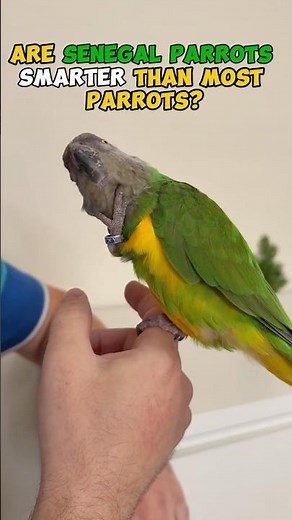 Are Senegal Parrots Smarter Than Most Parrots?