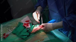 operation process. veterinary medicine. cat leg fracture treatment. Cat under general anesthesia on the operating table. Video footage