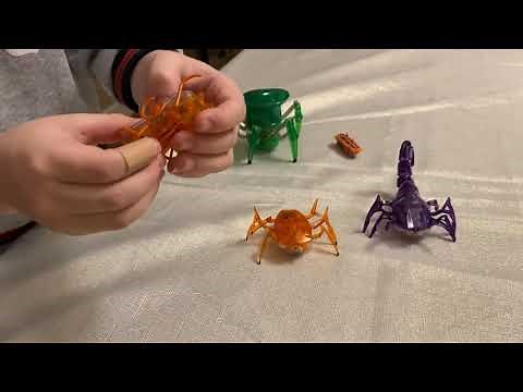 Showcasing Hexbugs
