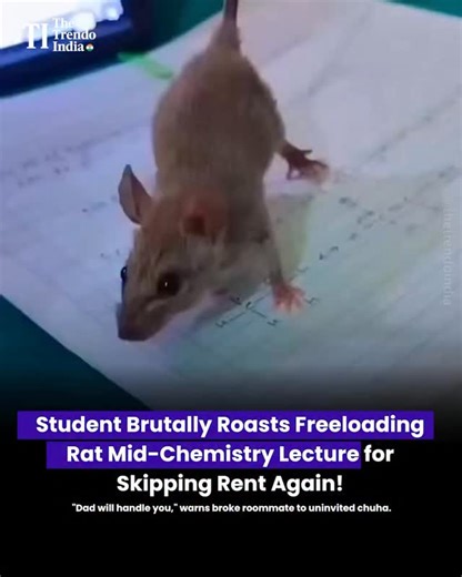 The Trendo INDIA on Instagram: "The viral moment escalated when the student issued a dramatic warning: “Dad will handle you.” That single line sent classmates into laughter, instantly turning a dull lecture into a memory. The rat, clearly unbothered by academic pressure or financial stress, continued its walk of confidence, embodying the true spirit of a freeloader. Social media users quickly related to the scene. Many joked that the rat represents that one roommate who eats your food, never pay