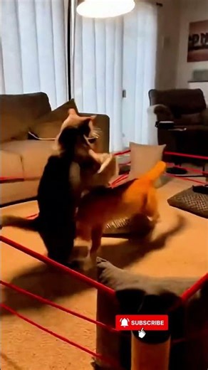Cats Playing WWE 😂🐱💥 #shorts #cat #funnyshorts #aishorts