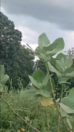 moj #Mausam #gaon #shortvideo