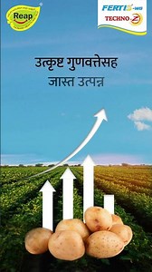 Potato: Fertis and TechnoZ (Marathi)