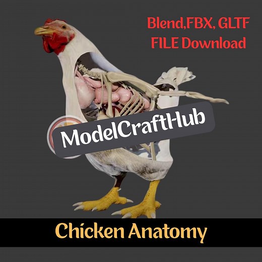 3D Chicken Anatomy Model - Realistic and Informative Science Learning Aid - Etsy