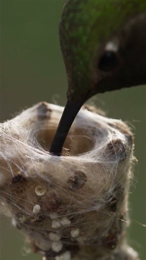 Ruby-Throated Hummingbird Guards Its Tiny Nest | Wildlife Documentary