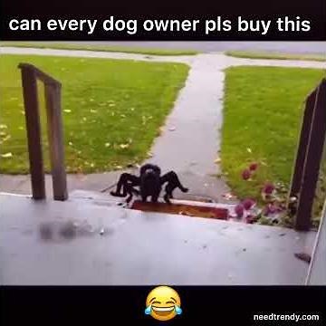 Is Your Dog Prepared for Halloween ➡️Get your Dog Spider Costume