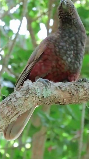 Rare Kaka captured up close! #parrots #wildlife #newzealand