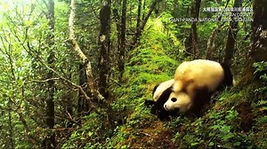🐼🐼 In the lush forests of the Giant Panda National Park, two giant pandas were recently caught on camera tumbling and cuddling in the grass. Since the park opened in 2021, sightings of the big bears have become more common as their numbers grow. #ChinaBiodiversity #PlanetMatters | BaoWan