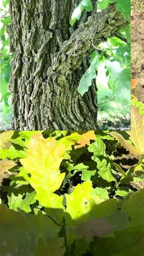 The Giant Acorn Tree! | Bur Oak