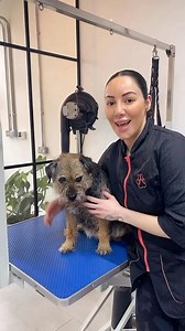 Not suited for hand stripping？ Clipping a Border Terrier! #doggroomin... | Dylan Mackenzie