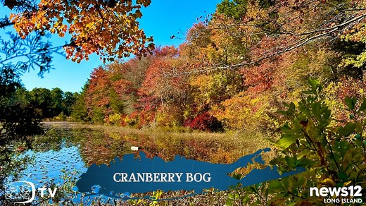 Did you know that Cranberry Bog Nature Preserve in Riverhead is not only a peaceful sanctuary and natural reservoir for Long Island’s fresh water supply, but it’s also what remains of an abandoned cranberry-growing operation? 👀 🍂🍁 #discoverlongisland #suffolkcountyparks Thank you to Suffolk County Executive Ed Romaine & Suffolk County Parks Department for giving us some fun history about this beautiful park in Suffolk County! 🙌 Tune in this weekend for a new segment on The East End Show on N