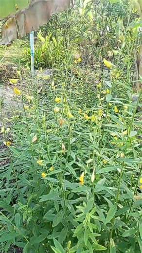 #จะเป็นเสืออย่าหวั่นไหวใจต้องนิ่ง#คําคมชีวิต #ข้อคิดดีๆ #คติสอนใจ