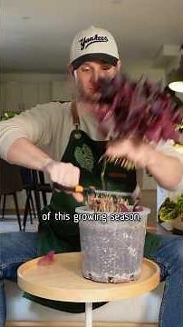 Oxalis Care Tips … watch the full video here ⬆️ #oxalistriangularis #plants #houseplants