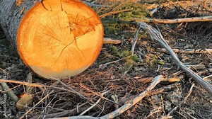 Deforestation and forest clearance. Illegal logging. Forest destruction, felling trees. Cutting trees. Stacks cut wood. Forests illegal disappearing. Deforestation, timber logging. Forest clearing.