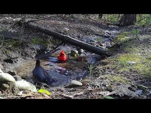 Cardinal and Robin bathing in the stream!