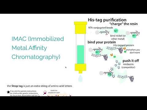 Protein expression & purification techniques - overview of some common techniques & typical workflow