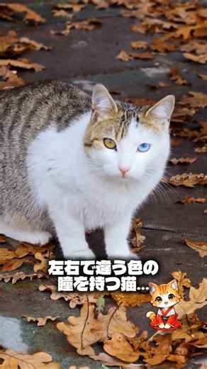 オッドアイの猫、目の色の組み合わせに意味があるって知ってた？ #スピリチュアル #猫のいる暮らし