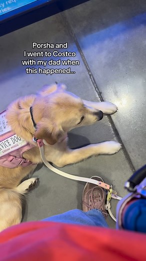 Let’s talk service dog “registration”- and why it’s a ‼️SCAM‼️ Under the Americans with Disabilities Act of 1990, there is NO federal registration system in place for service animals. It would be extremely difficult to manage, as well as inaccessible for disabled people. Dog training is not a regulated industry to begin with, and with the sensitive nature of service animals and their jobs, it would be almost impossible to make a federal standard of training. The ADA states that a service animal 