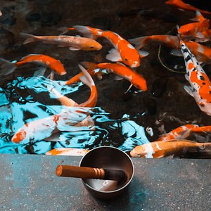 Teaching Your Koi to Perform Tricks as found on Next Day Koi