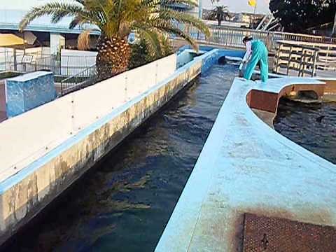 南知多ビーチランド イルカのトレーニング