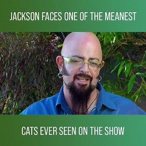 Jackson Galaxy helps Aimee and Katy, a couple worried about their cat’s vicious attacks. The two women want to move in together, but Pink’s aggressiveness makes it impossible! Watch more My Cat From Hell on discovery : https://bit.ly/3wt76Eb | Love Animals