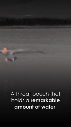4.5K views · 46 reactions | Not your typical forest dweller.  This bird glides low over water, stores surprising amounts in its throat pouch, and swims with ease thanks to fully webbed feet. Pulsar thermal devices reveal it all – even when visibility disappears. Think you know what it is? Leave your guess below.  | Pulsar | Facebook