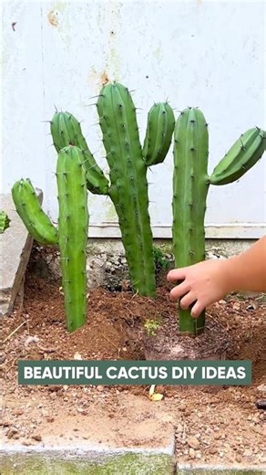 Modern Cactus Garden Design Ideas | Transform Your Backyard