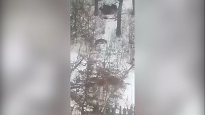 IMAGINI CARE DAU FIORI DE GROAZĂ: oameni terorizaţi de lupi, ziua în amiaza mare! Satul din România în care rişti să fii devorat de animalele sălbatice (VIDEO)