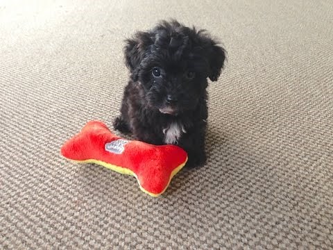 Funny Adorable Non Shedding Yorkie Poo Pups for Sale - Micheline's Pups