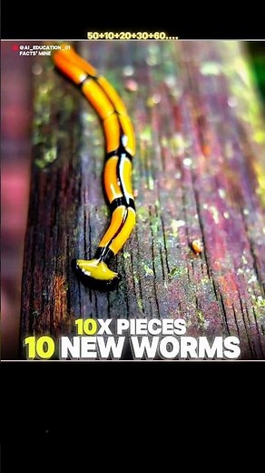 Don’t Cut This Worm 😱 | Hammerhead Worm | Facts' Mine