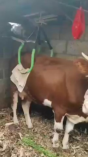 This cow, which cannot stand, was suspended for treatment. #work #handmade #satisfyingvideos #farmlife #skill #satisfying #love #fpy #diy | Aston Copeland